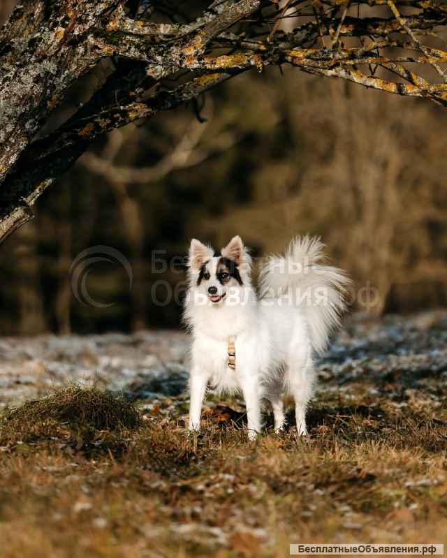 Небольшая красавица Ронда в добрые руки