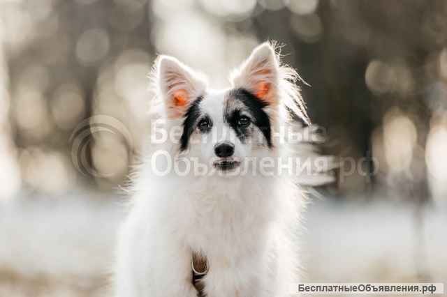 Небольшая красавица Ронда в добрые руки