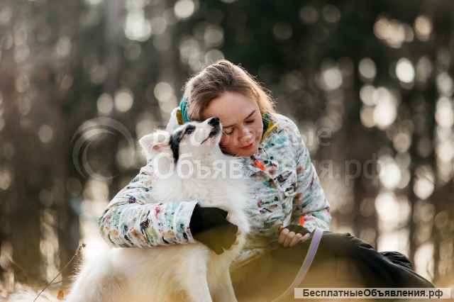 Небольшая красавица Ронда в добрые руки