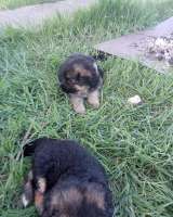 Щенки немецкой овчарки