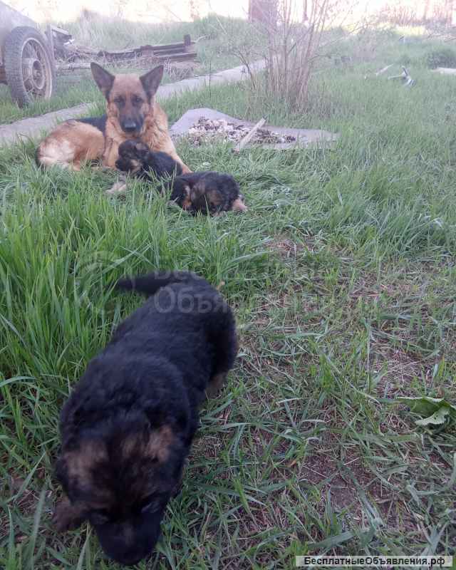 Щенки немецкой овчарки
