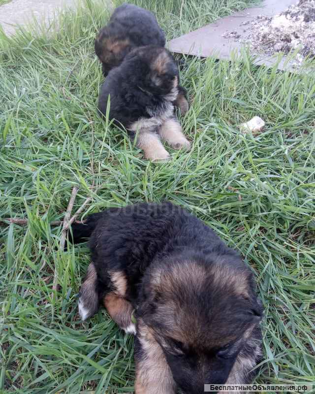 Щенки немецкой овчарки