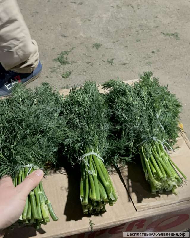 Свежая зелень оптом