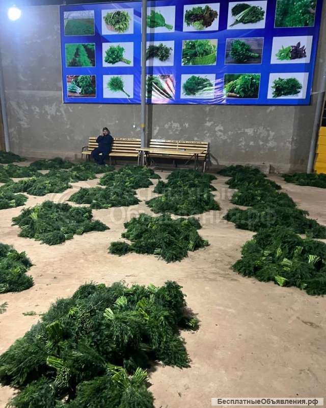 Свежая зелень оптом