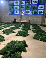 Свежая зелень оптом