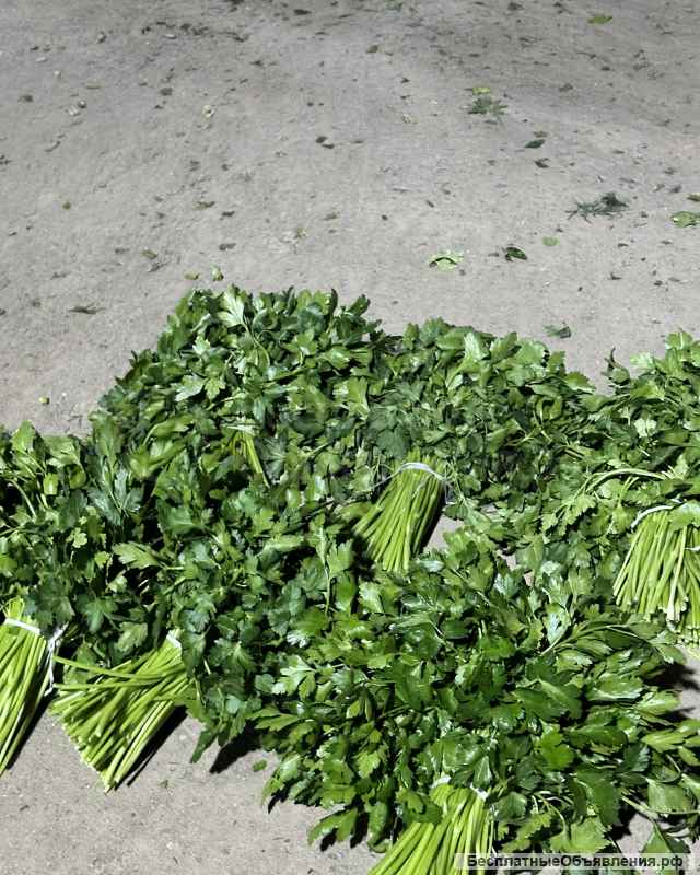 Свежая зелень оптом