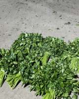 Свежая зелень оптом