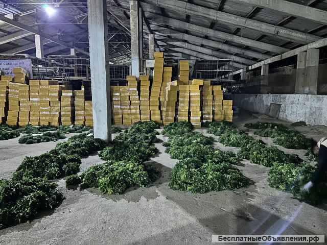 Свежая зелень оптом