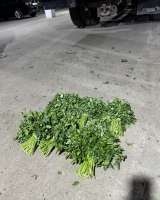 Свежая зелень оптом