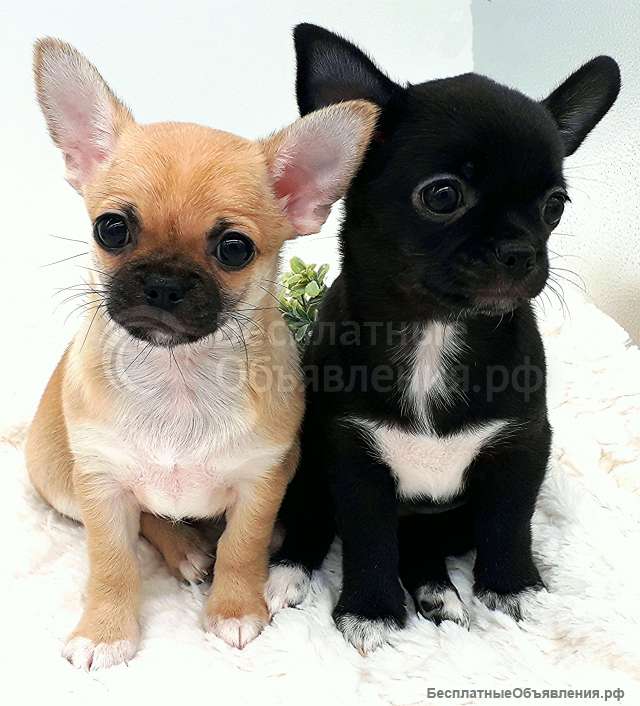 Маленькая модница, девочка Чихуахуа