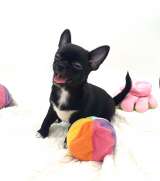 Маленькая модница, девочка Чихуахуа