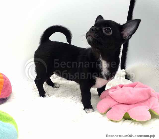 Маленькая модница, девочка Чихуахуа