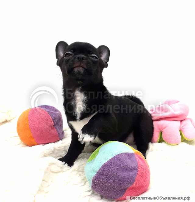 Маленькая модница, девочка Чихуахуа