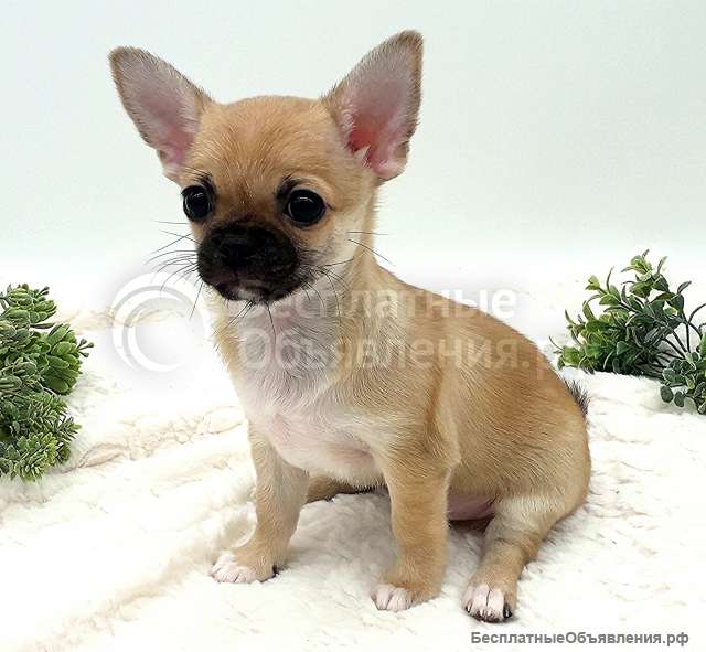 Маленький прелестник, мальчик Чихуахуа