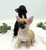 Маленький прелестник, мальчик Чихуахуа