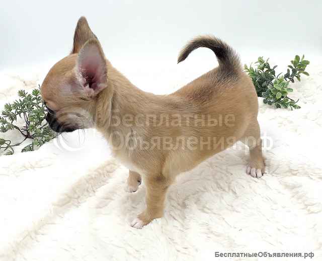 Маленький прелестник, мальчик Чихуахуа