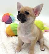 Маленький прелестник, мальчик Чихуахуа