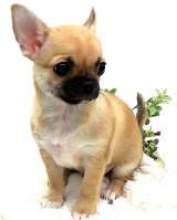 Маленький прелестник, мальчик Чихуахуа
