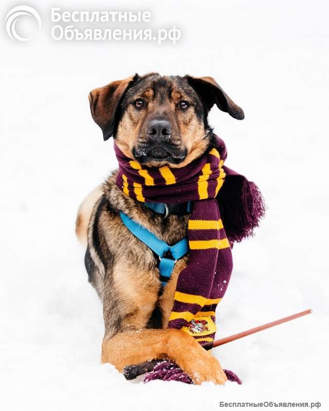 Обаятельный и нежный Ирвин в поиске дома и семьи