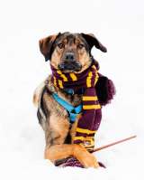 Обаятельный и нежный Ирвин в поиске дома и семьи