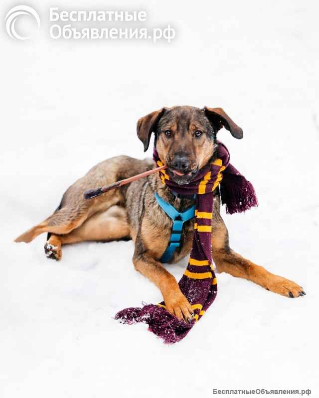 Обаятельный и нежный Ирвин в поиске дома и семьи