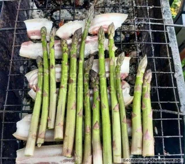 Спаржа Аржентельская