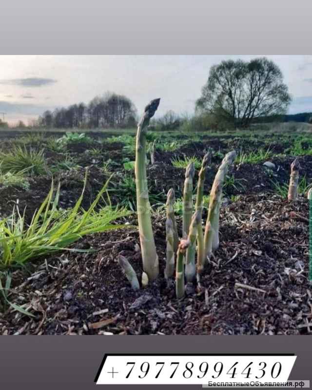 Спаржа Аржентельская