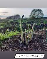 Спаржа Аржентельская