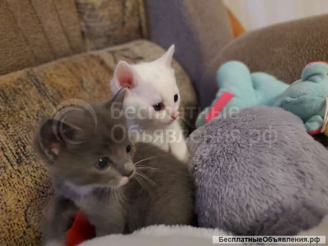 Котята в добрые руки