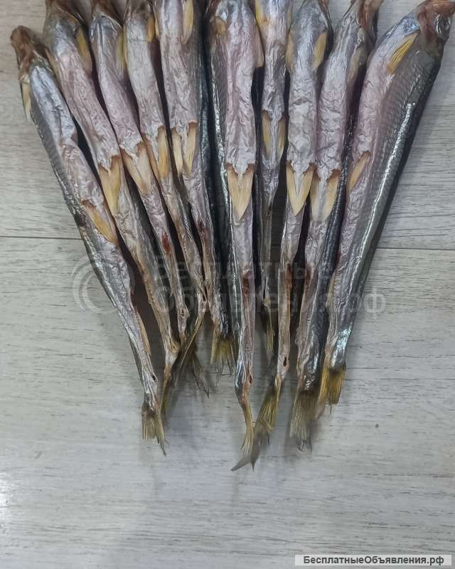 Зубатку Сахалинскую