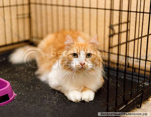 Самый ласковый в мире молодой котик Рон ищет дом и доброе сердце