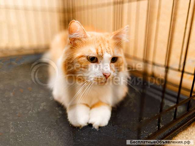 Самый ласковый в мире молодой котик Рон ищет дом и доброе сердце