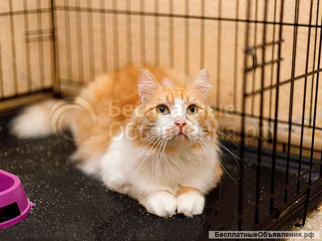 Самый ласковый в мире молодой котик Рон ищет дом и доброе сердце