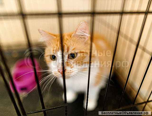 Самый ласковый в мире молодой котик Рон ищет дом и доброе сердце