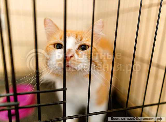 Самый ласковый в мире молодой котик Рон ищет дом и доброе сердце