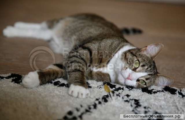 Знакомьтесь, это Тимоша