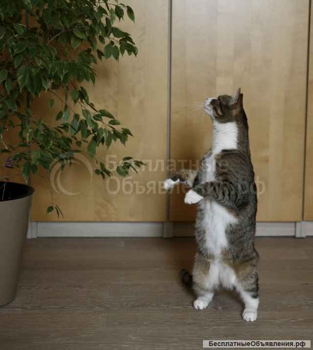 Знакомьтесь, это Тимоша