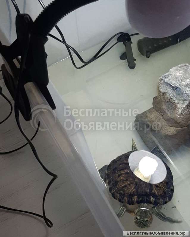 Красноухая черепаха с аквариумом