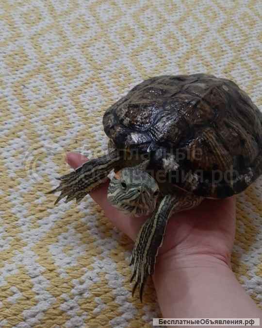 Красноухая черепаха с аквариумом