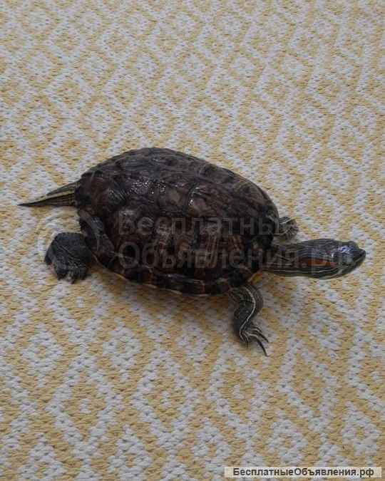 Красноухая черепаха с аквариумом