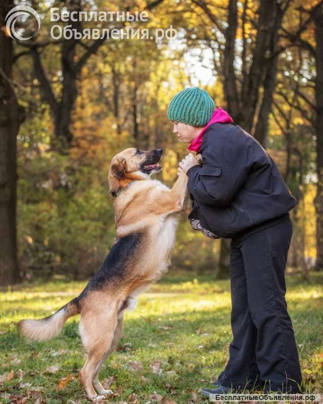Бурбон умный пес с прекрасным характером Ищет дом