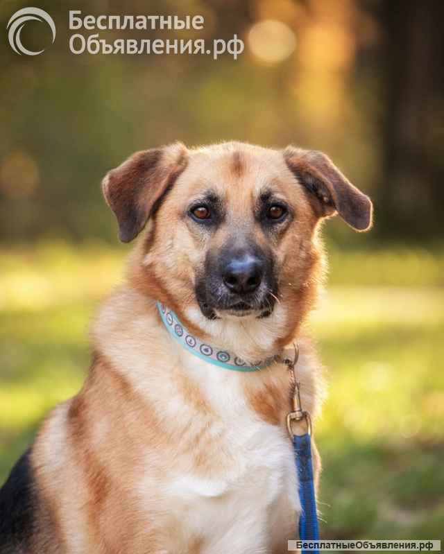 Бурбон умный пес с прекрасным характером Ищет дом