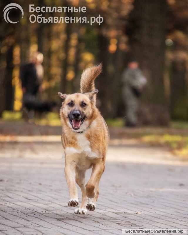 Бурбон умный пес с прекрасным характером Ищет дом