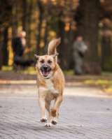 Бурбон умный пес с прекрасным характером Ищет дом