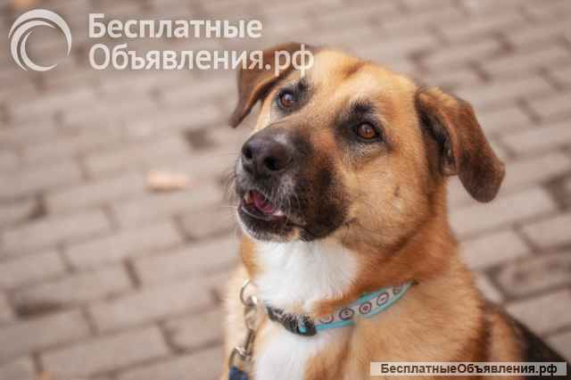 Бурбон умный пес с прекрасным характером Ищет дом