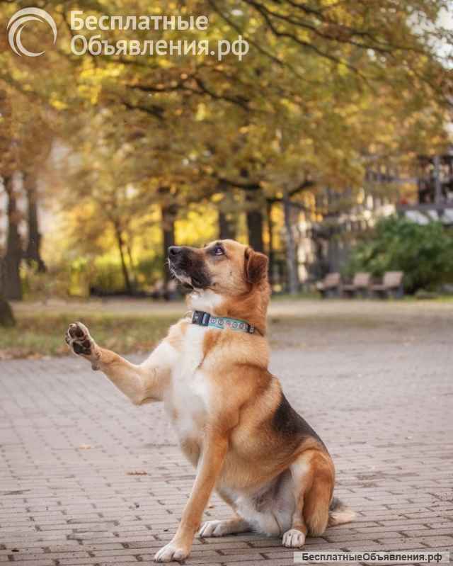 Бурбон умный пес с прекрасным характером Ищет дом