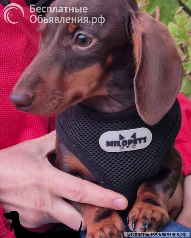 Такса кроличья гладкошерстная - шоколадный щенок