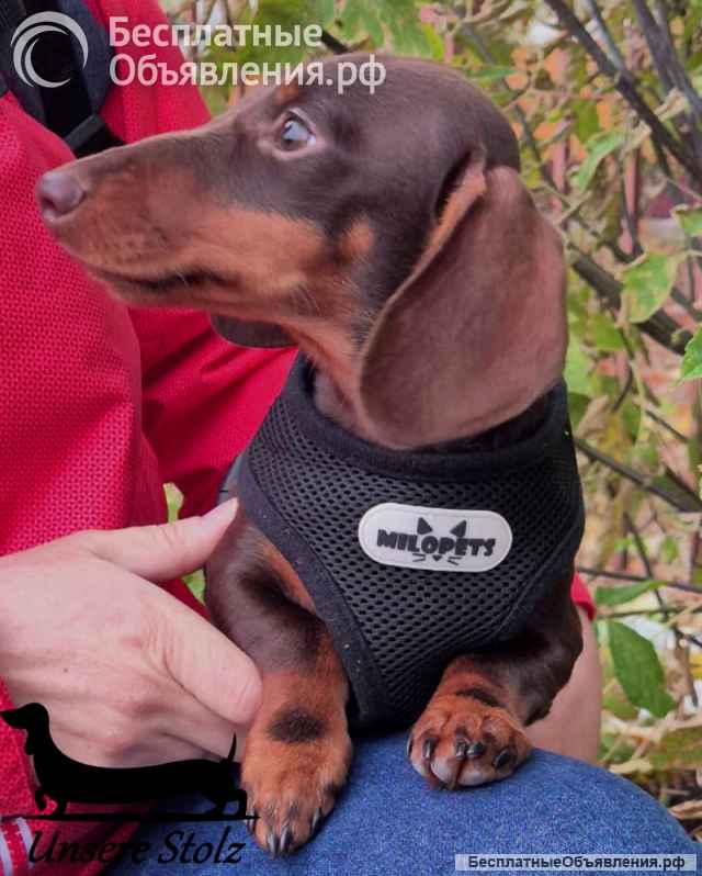 Такса кроличья гладкошерстная - шоколадный щенок