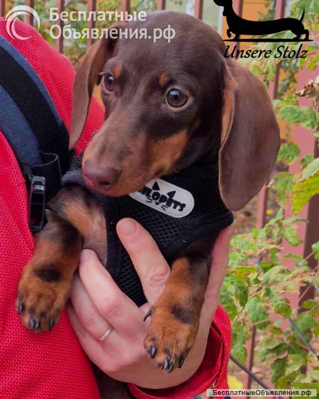 Такса кроличья гладкошерстная - шоколадный щенок