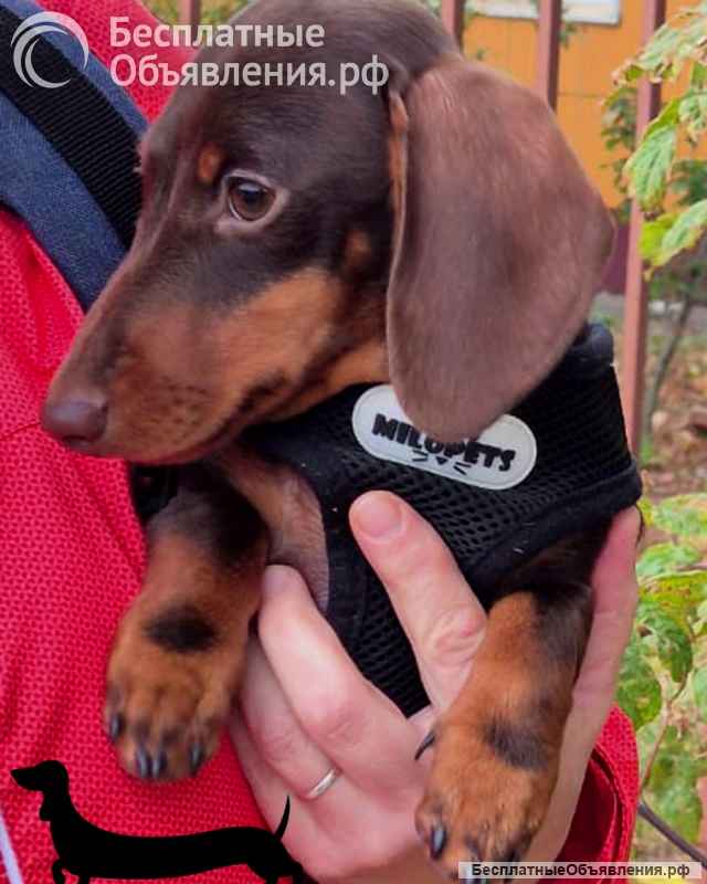 Такса кроличья гладкошерстная - шоколадный щенок